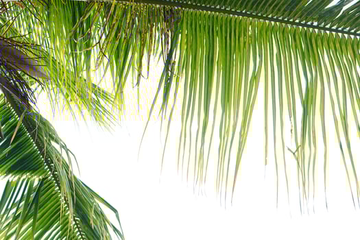Coconut leaves on a white background photo