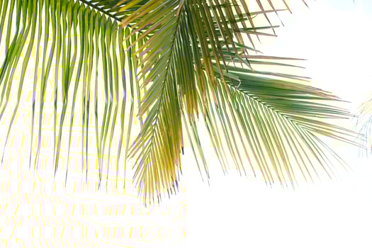 Coconut leaves on a white background photo