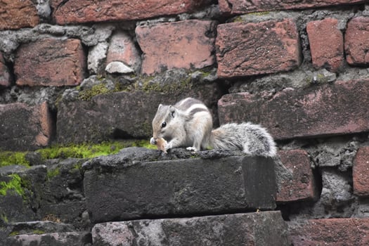 Lovely Squirrel eating photo