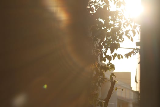 Sunrays Throught Plants In Outdoor Gardens In Karachi Pakistan 2022 photo