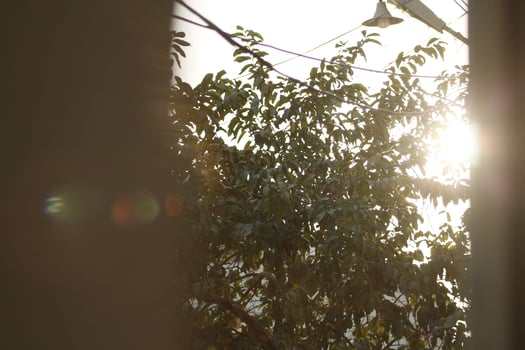 Sunrays Throught Plants In Outdoor Gardens In Karachi Pakistan 2022 photo