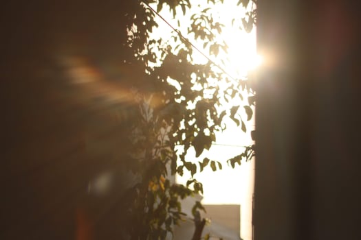 Sunrays Throught Plants In Outdoor Gardens In Karachi Pakistan 2022 photo