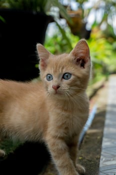 kitten playing at the garden. orange little cat playing outdoors at the morning. photo