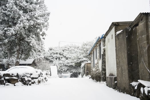Trees and houses in Jeju Island photo