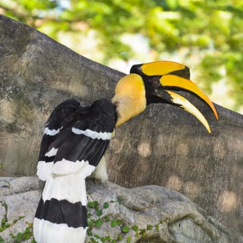 Great Hornbill or Buceros bicornis large birds in Thailan photo