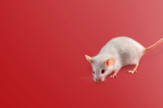 white mouse in front of red background photo