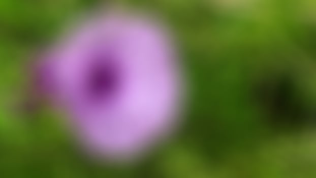 beautiful morning glory flower with green leaf photo
