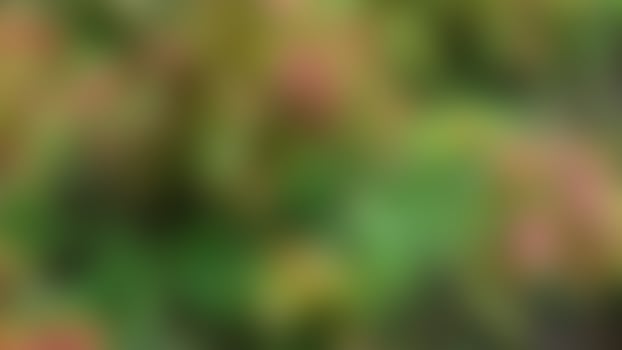 defocused beautiful and amazing plants in the garden photo