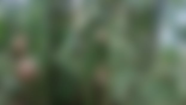defocused bamboo trees and bamboo leaves as the background photo
