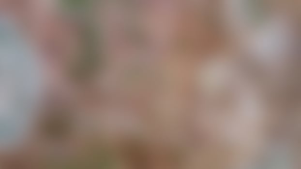defocused beautiful bark texture as the background photo