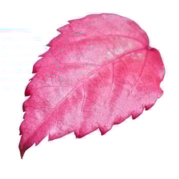 Pink leaf of the Hibiscus isolated on white photo