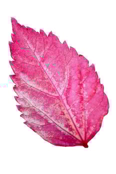 Pink leaf of the Hibiscus isolated on white photo