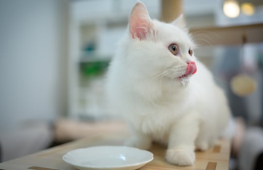 Persian cat one of the most popular breeds of attractive cats. photo