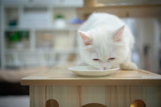 Persian cat one of the most popular breeds of attractive cats. photo