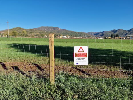 wild boar disease fence swine fever in italy photo