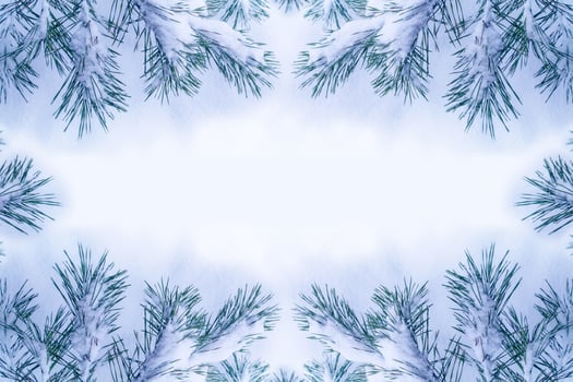 Snow covered fir branch on a winter background. photo