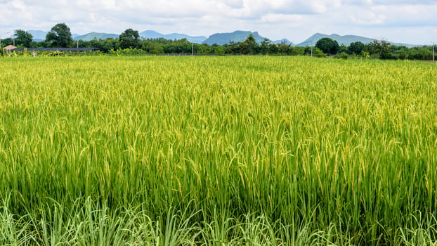 Green rice fields photo