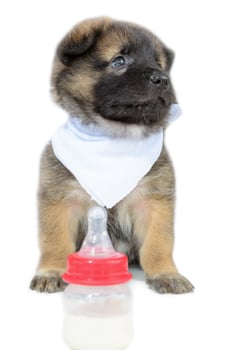 Cute baby of the dogs photo