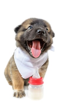 Cute baby of the dogs photo
