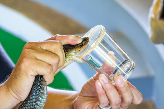 Cobra Venom Extraction photo