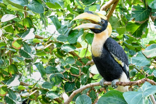Great Hornbill in Thailan photo