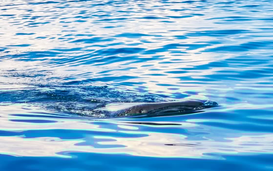 Huge whale shark swims on the water surface Cancun Mexico. photo