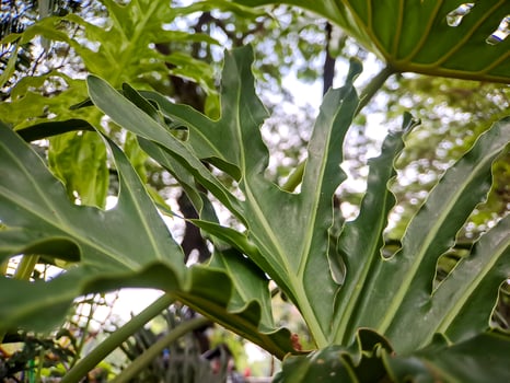 Monstera deliciosa, Swiss cheese plant or split leaf philodendron is an aspecies of flowering plant native to the tropical forests of southern Mexico photo