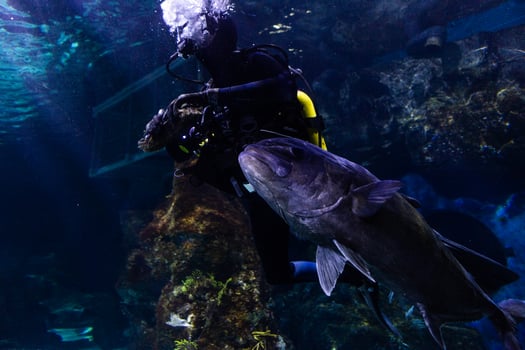 Different Tropical Fish Under Water photo