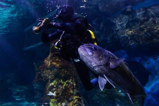 Different Tropical Fish Under Water photo