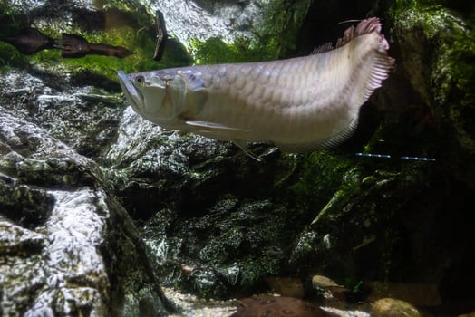 Different Tropical Fish Under Water photo