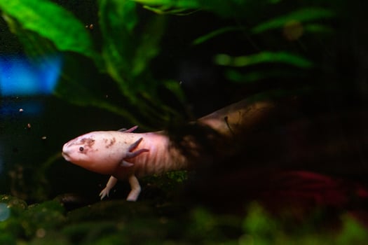 Different Tropical Fish Under Water photo