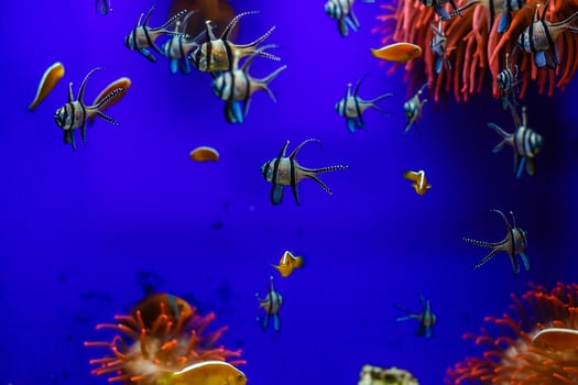 Little colorful fish, bright coral reef in aquarium. Underwater life. photo
