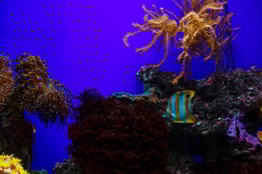 Little colorful fish, bright coral reef in aquarium. Underwater life. photo