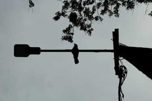 Bird on pole. Silhouette of bird sitting on crossbar. Raven lurked. photo