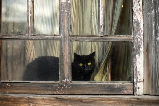 Black cat behind glass. Cat looks out window. Pet in old house. photo