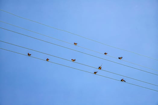 Many birds are sitting on the power line cable. View up, horizontal. photo