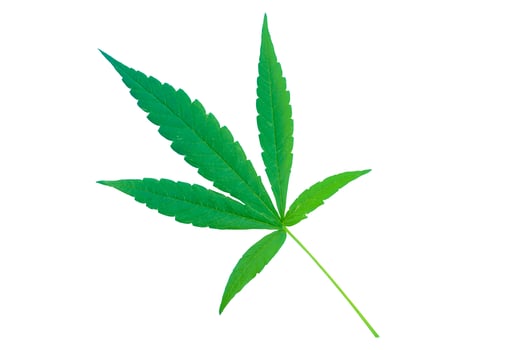 isolated green marijuana leaf on white background. Soft and selective focus. photo