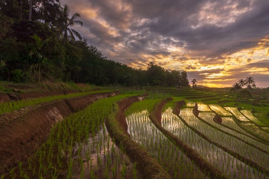 Beautiful morning view of Indonesia. rice terraces at a beautiful sunset photo