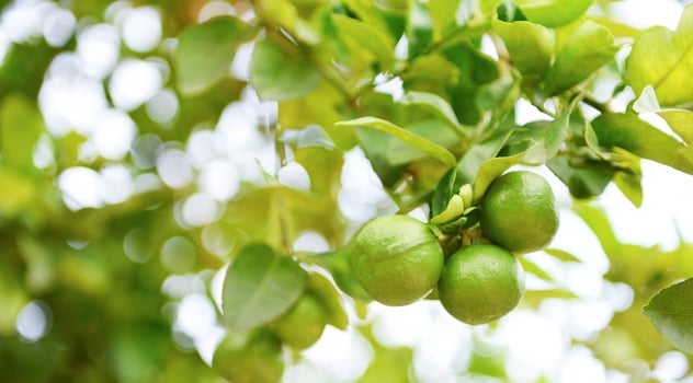Green limes on a tree Fresh lime citrus fruit in the garden farm agricultural with nature green blur background photo