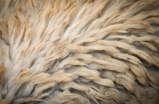 real of sheep wool texture background photo