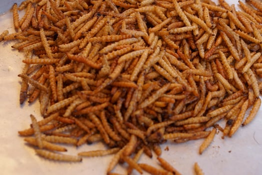 Thai Food Fried Bamboo Caterpillar photo