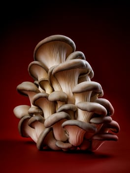 Oyster mushrooms on a dark red background. Very beautiful mushrooms. photo