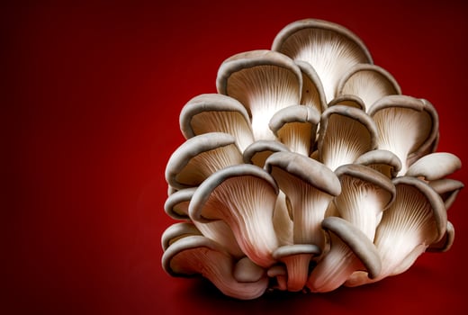 Oyster mushrooms on a dark red background. Very beautiful mushrooms. photo