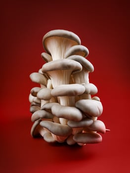 Oyster mushrooms on a dark red background. Very beautiful mushrooms. photo