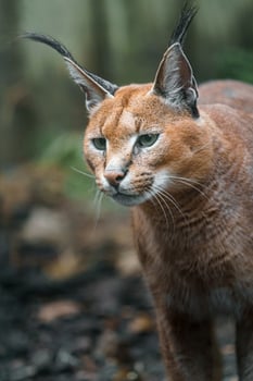 Portrait of Caracal photo