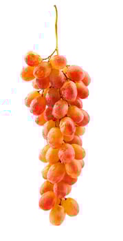 Beautiful bunch of red grapes isolated on white background. Full clipping path. Ripe grapes. photo