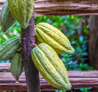 Raw green cacao pods growing near maturity on cocoa trees photo