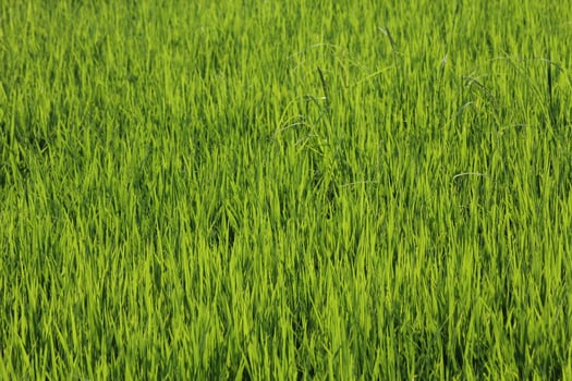 Green rice fields in Thailand photo