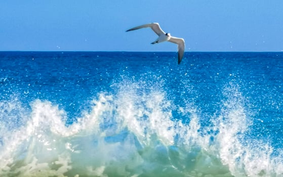 Seagull bird flies hunts fishes in high waves in Mexico. photo