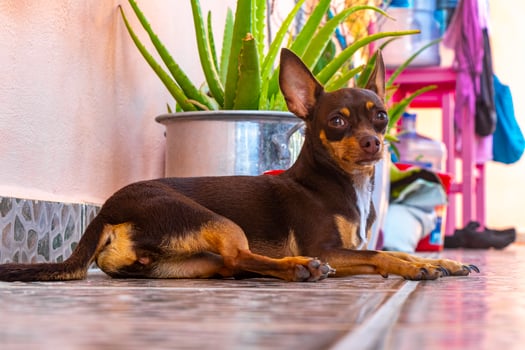Russian toy terrier dog portrait while tired and sleepy Mexico. photo